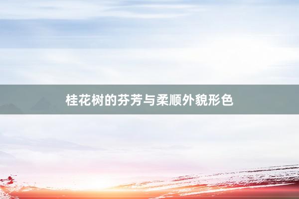 桂花树的芬芳与柔顺外貌形色